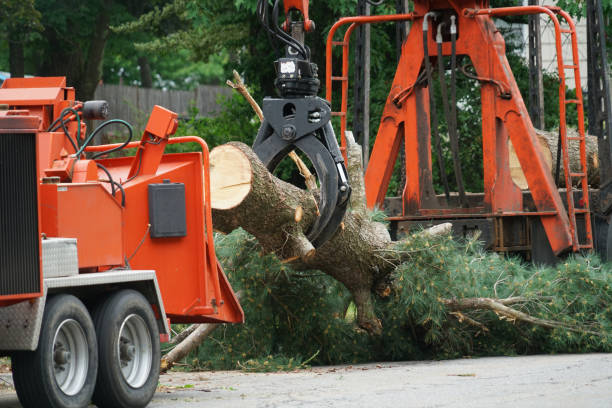 Eureka, CA  Tree Services Company