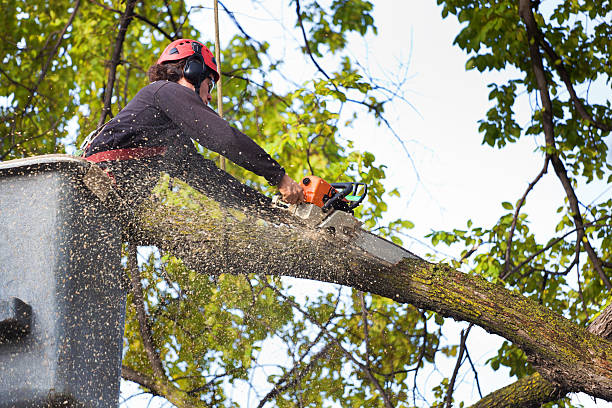 How Our Tree Care Process Works  in  Eureka, CA